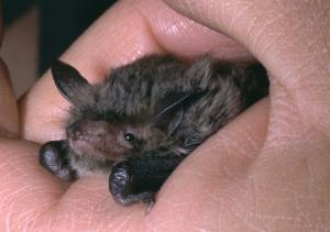 Myotis sp.